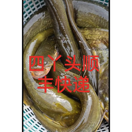 东北纯江鲶鱼4斤52食用鲜活黑龙江鲶鱼淡水鱼鲜活速冻特价包邮