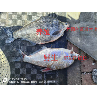 黑龙江本地冷水小鳊花鱼 三花五罗 鳊花 四斤包邮