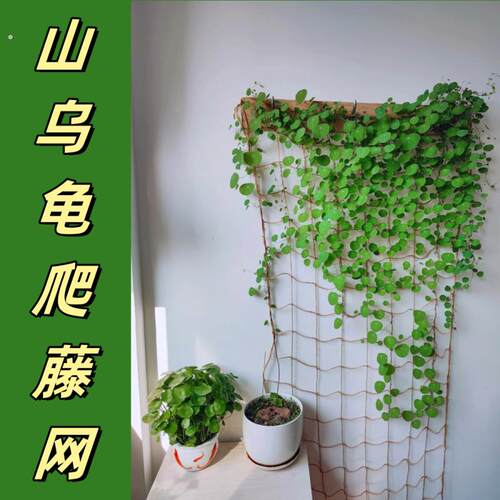 山乌龟爬藤植物彷麻绳软网格攀爬牵引专用月季蔷薇绿植藤蔓支撑架