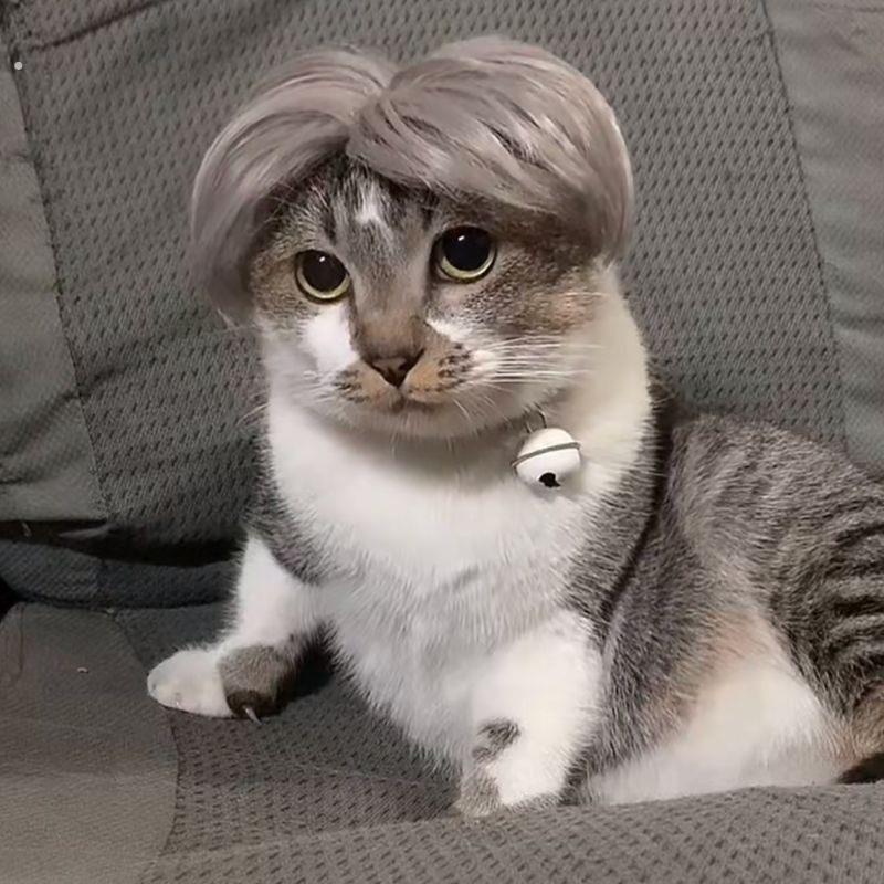 狗狗猫猫头套坤坤中分猫发型宠物猫咪狗狗假发套浏海辫子爆炸头卖
