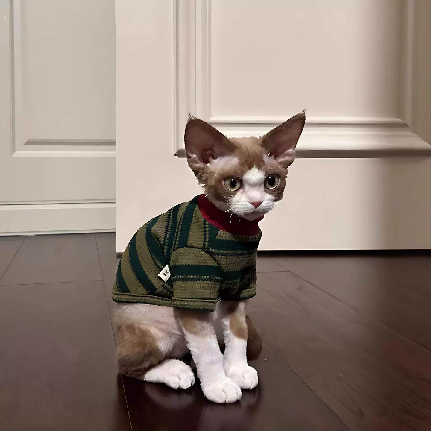 猫咪衣服春夏季2025新款条纹两脚衣可爱无毛猫蓝猫布偶猫幼猫背心
