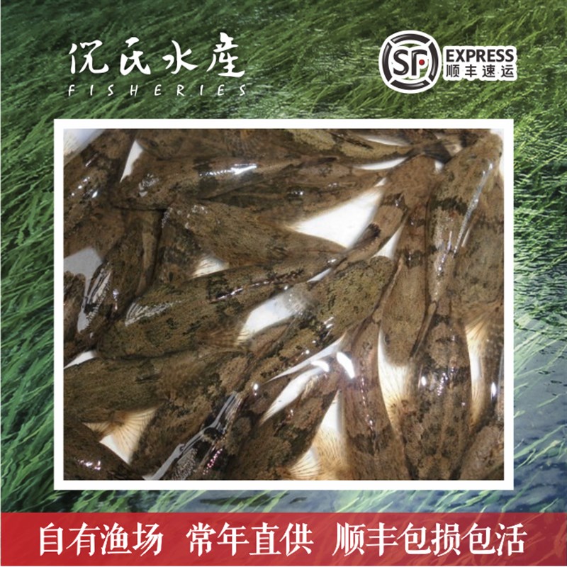 沙塘鳢鱼苗虎头鲨呆子鱼河川沙塘鳢苗土布鱼虎头呆土婆鱼淡水鱼苗