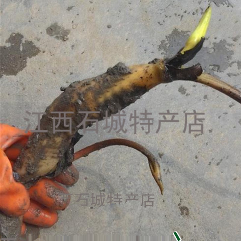 2025年太空莲36号种苗荷花观赏莲莲藕种种苗莲子种苗白莲苗建莲苗