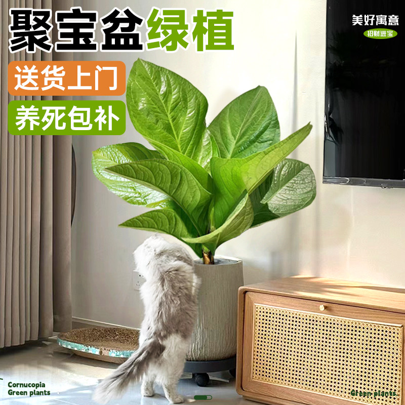 聚宝盆绿植阳台盆栽室内花卉办公室招财树植物鸟巢花烛好养活四季