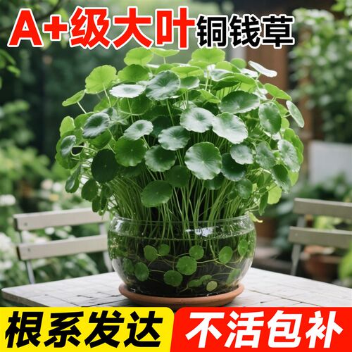 大叶铜钱草水培植物室内金钱草精品水养绿植办公室桌面盆栽好养活