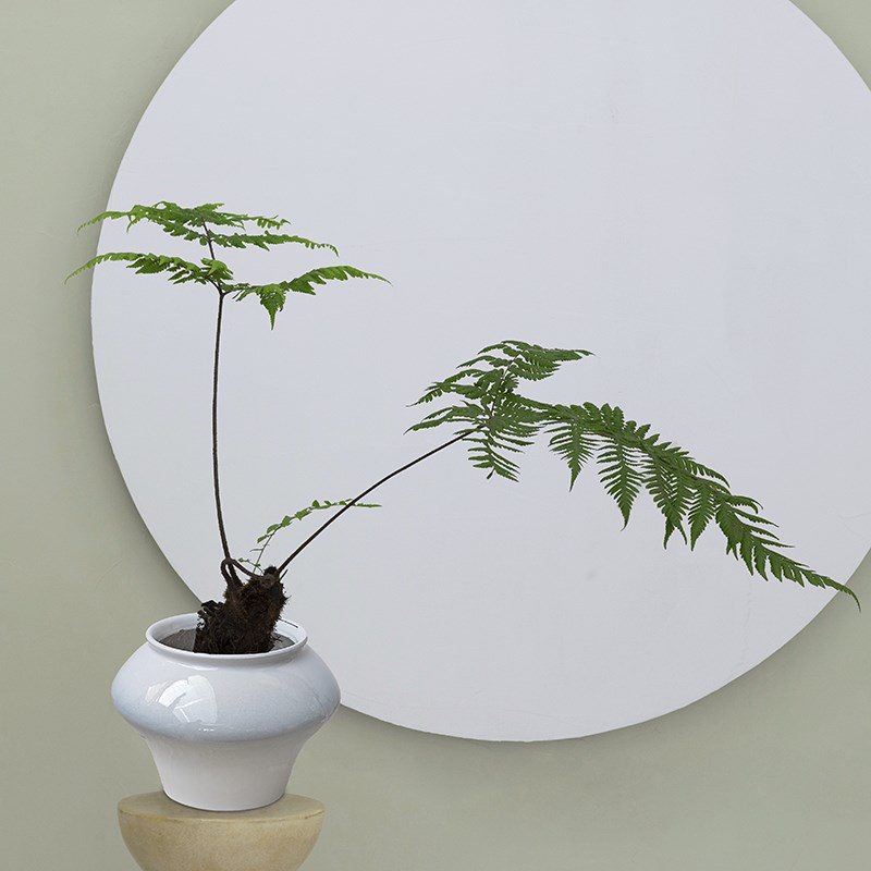 中式禅意鳞毛蕨盆景茶室耐荫书房室内桌面红鳞蕨类植物盆栽绿植