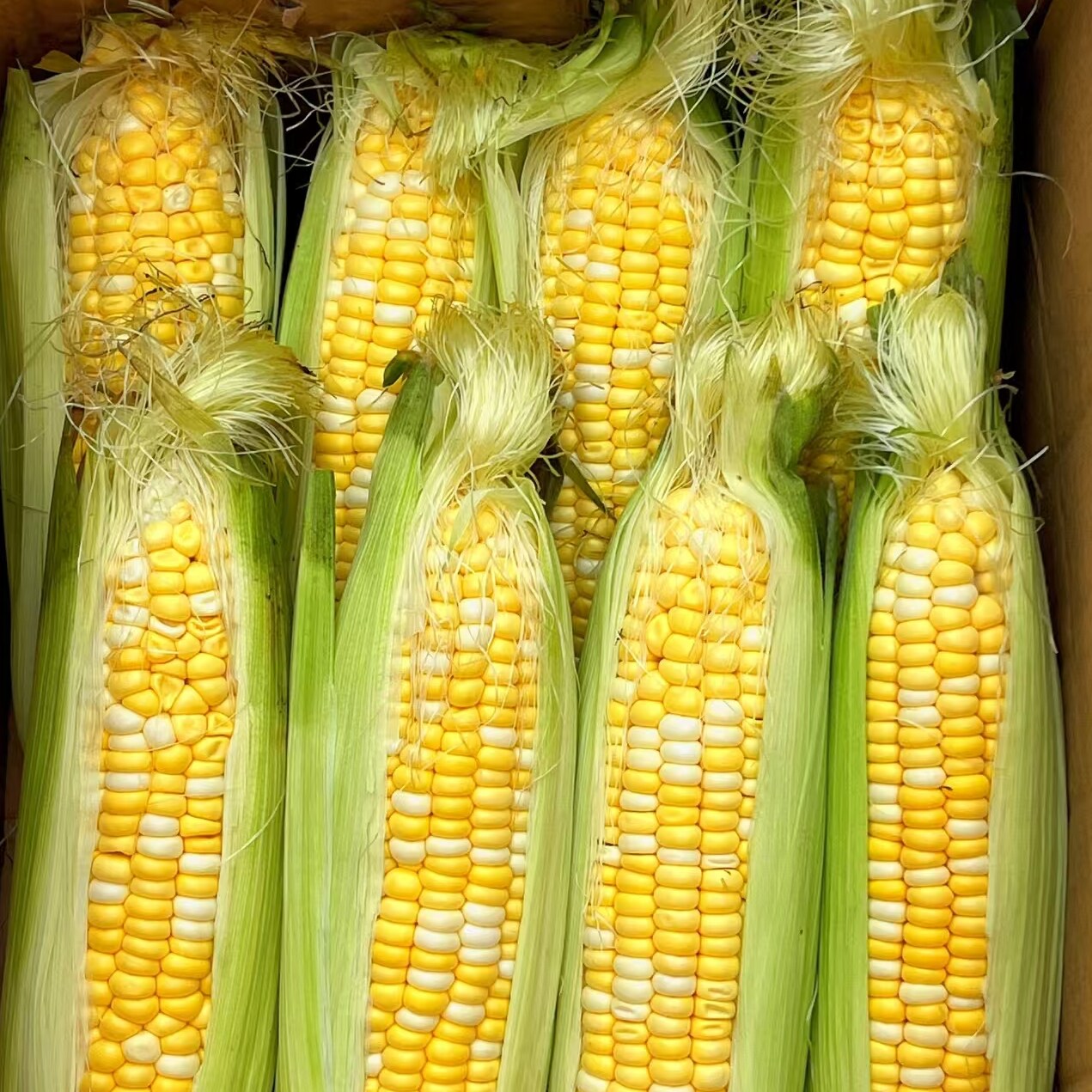 云南新鲜水果玉米嫩玉米早餐搭档玉米轻食脆嫩多汁鲜甜有玉米味
