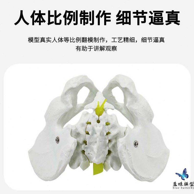 甄选教学 自然大性盆骨带五节腰椎附脊椎神经模型 仿真人体骨骼标