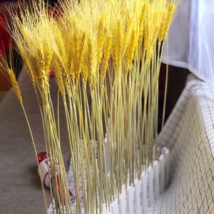 天然干花麦穗栅栏套装开业大麦子田园装饰礼品拍摄道具稻穗干花艺