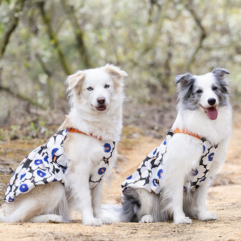 大型犬中型犬狗狗裙子边牧衣服萨摩耶拉布拉多公主裙柴犬夏天蓬蓬