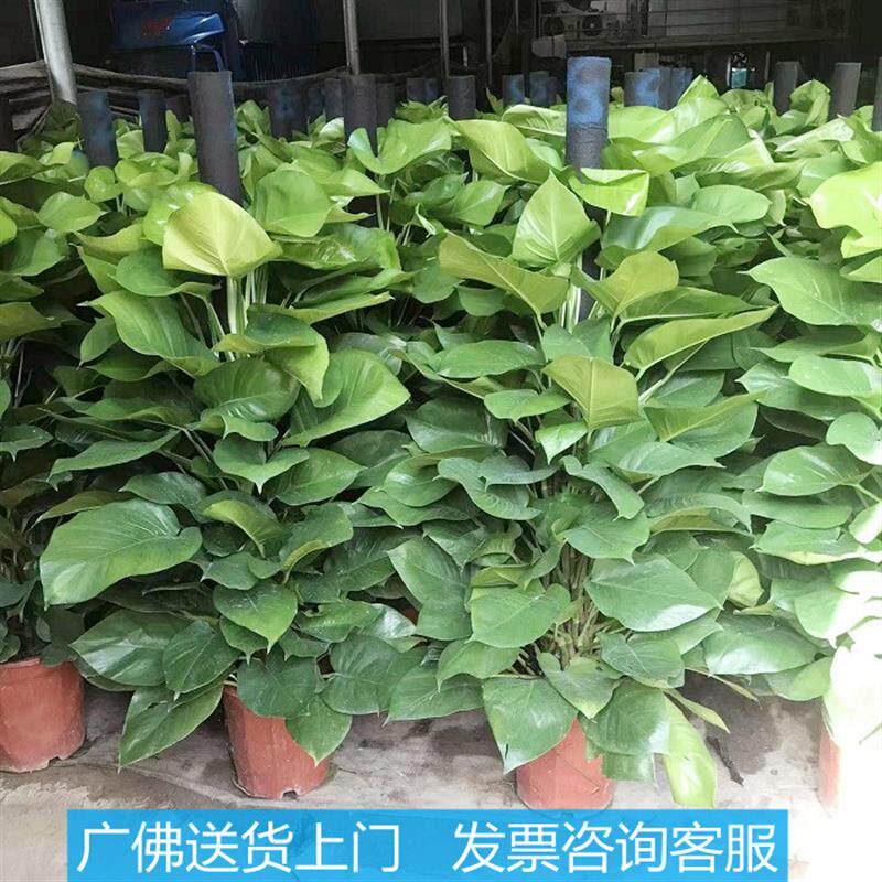大叶绿萝柱盆栽办公室内好养活净化空气大型绿植客厅盆景观叶植物