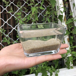 天然白海沙白沙三湖卷贝慈鲷沙鼠鱼寄居蟹底砂鱼缸草缸造景化妆沙