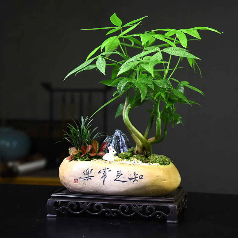发财树盆栽室内植物客厅招财摆件禅意中式盆景好养易活绿植礼品