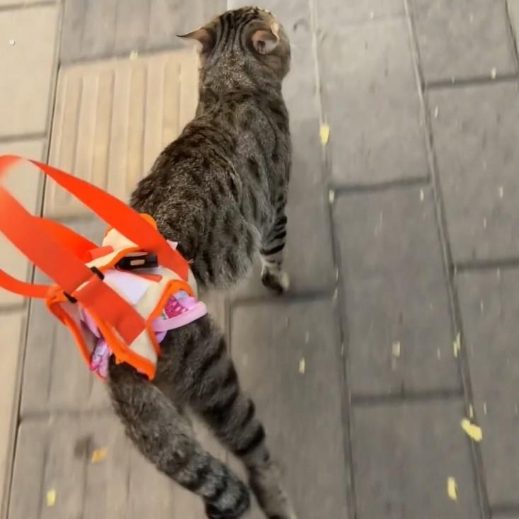 猫后腿无力辅助带高龄老年犬残疾犬宠物康复锻炼带上楼协助带遛猫