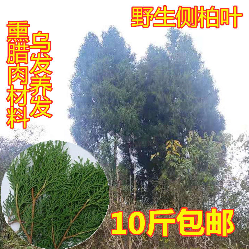 材庆柏丫枝现摘新鲜柏树叶侧柏叶柏树枝扁柏叶洗发泡酒熏肉重料