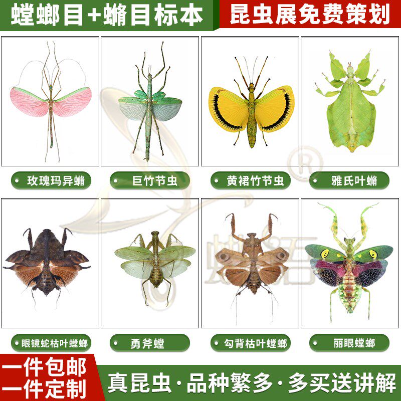 蝶语:目竹节虫螳螂目真昆虫标物甲虫昆虫标展摆件礼本本览科