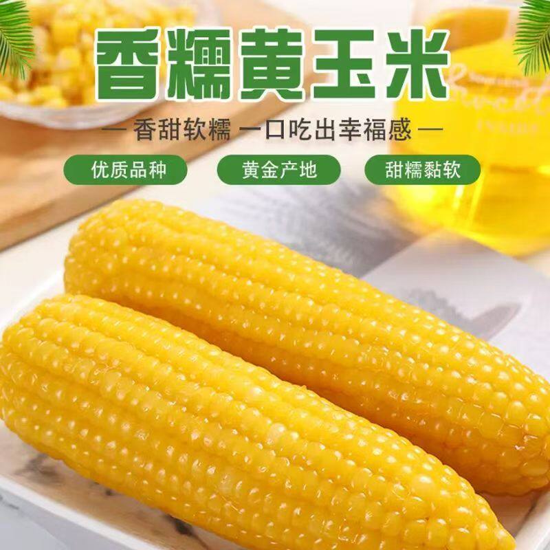 低脂健身黄糯玉米新鲜糯玉米黄糯甜糯玉米东北非转基因黄玉米