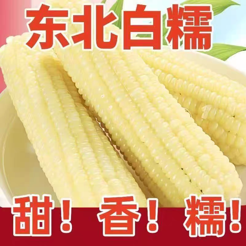 东北白糯玉米真空包装非转基因新鲜甜糯东北粗粮代餐批发