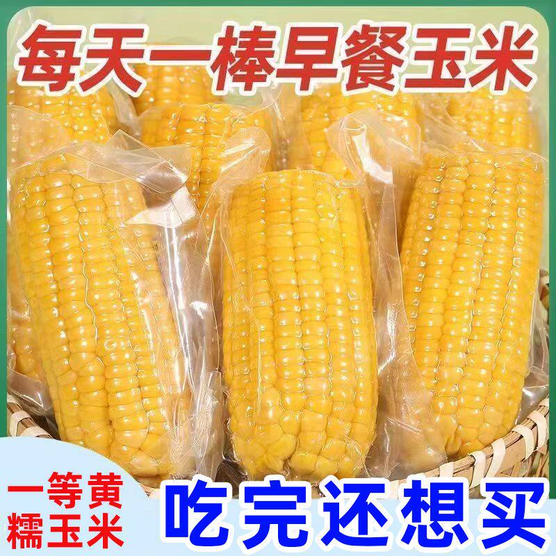 黑龙江黄糯玉米甜糯玉米棒东北玉米特产网红鲜代餐早餐零食