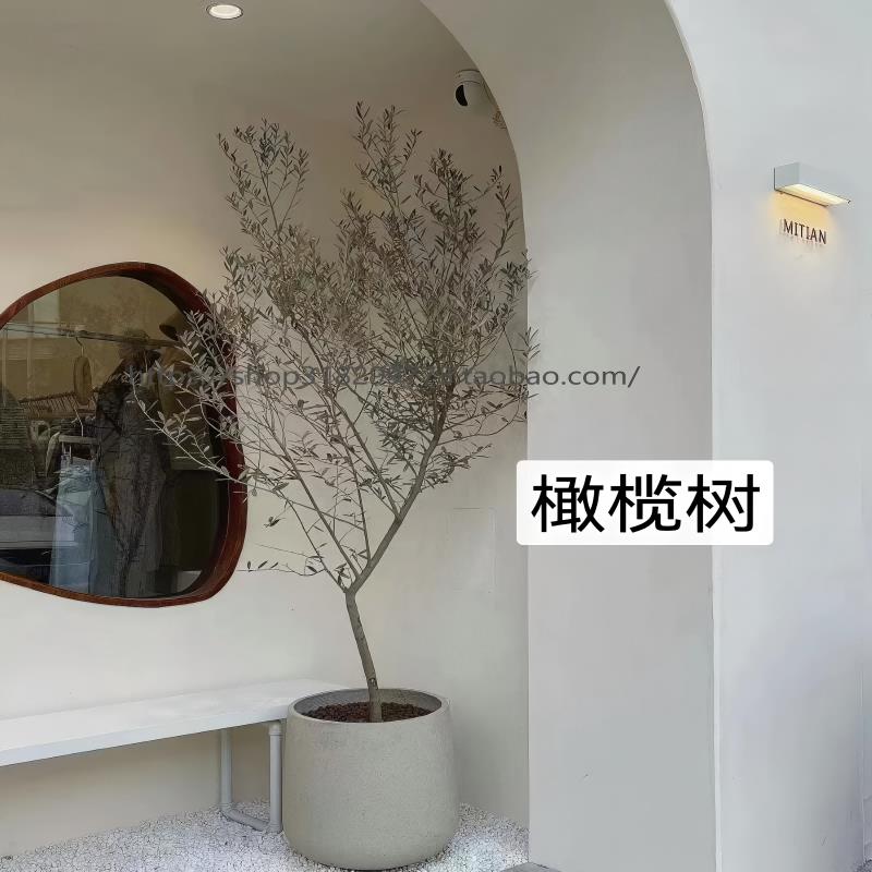 大型绿植橄榄树网红盆栽北欧室内客厅阳台除甲醛净化空气好养易活