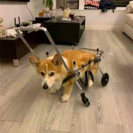 老年狗轮椅前肢四轮宠物偏瘫狗车前腿残疾车全身四肢瘫痪狗辅助车