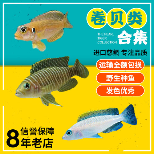 观赏鱼 三湖慈鲷鱼 专用盐稳定PH水质杀菌 海水可用 促进繁殖发色