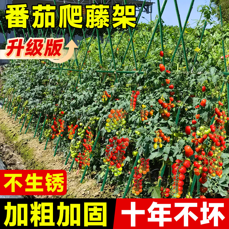 番茄爬藤架黄瓜葡萄蔬菜架杆爬藤植物固定架楼顶种菜支架菜园搭架