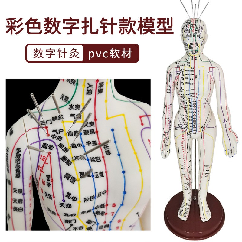 人体穴位经络模型人中医针灸十二经络男女铜人可扎针练习硅胶教学