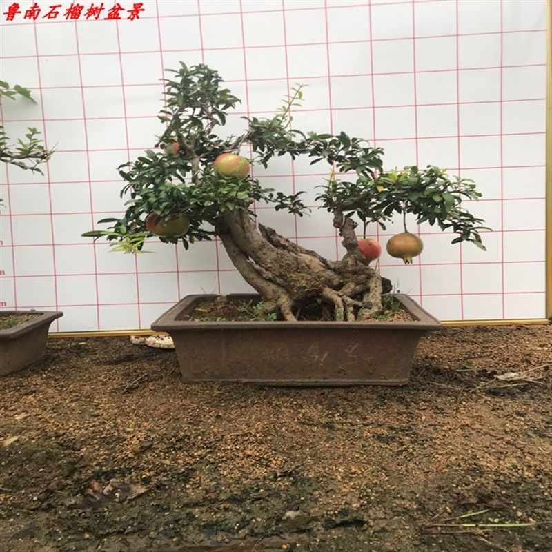 石榴树盆景地栽石榴树大红袍石榴树自家石榴树