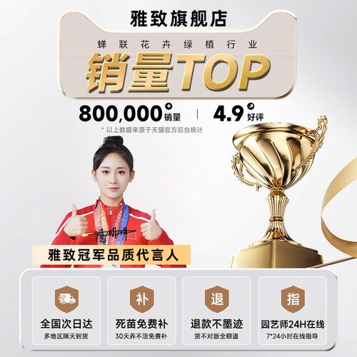 金钱树盆栽大型好养绿植物客厅旺宅树办公室内大花盆乔迁摇钱串子