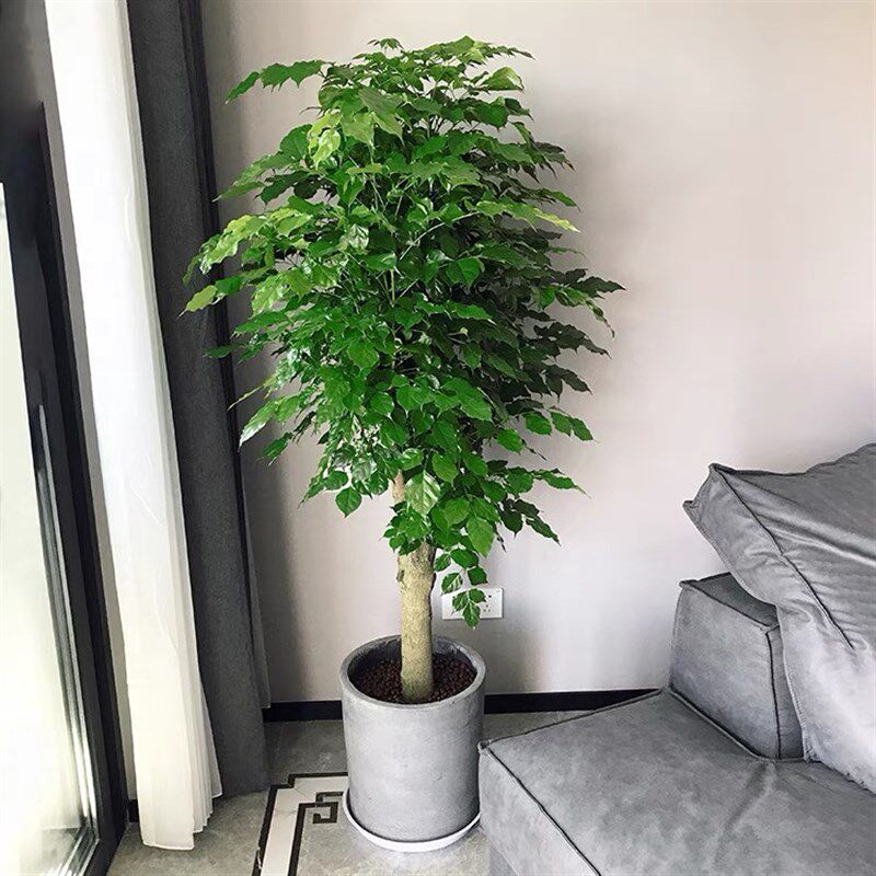 幸福树大单杆绿宝幸福树富贵树 喜阳 阳台露台 室外耐晒植物 深圳