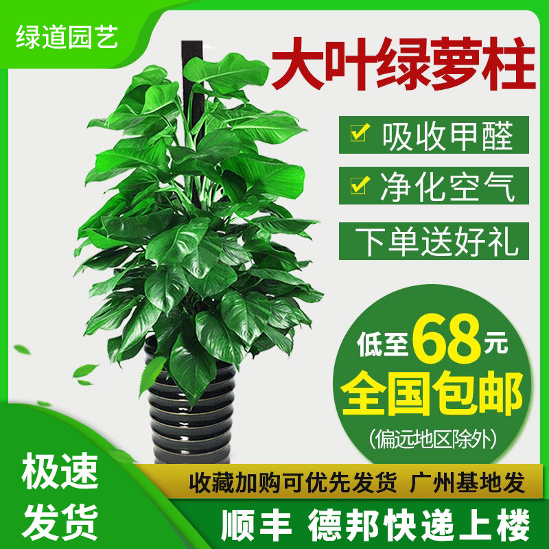 大叶绿萝柱盆栽客厅室内办公室净化空气吸甲醛大绿箩柱绿植物包邮