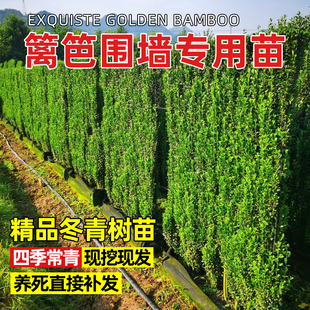 北海道冬青苗树苗大叶冬青庭院绿化四季常青篱笆苗围栏围墙绿化苗