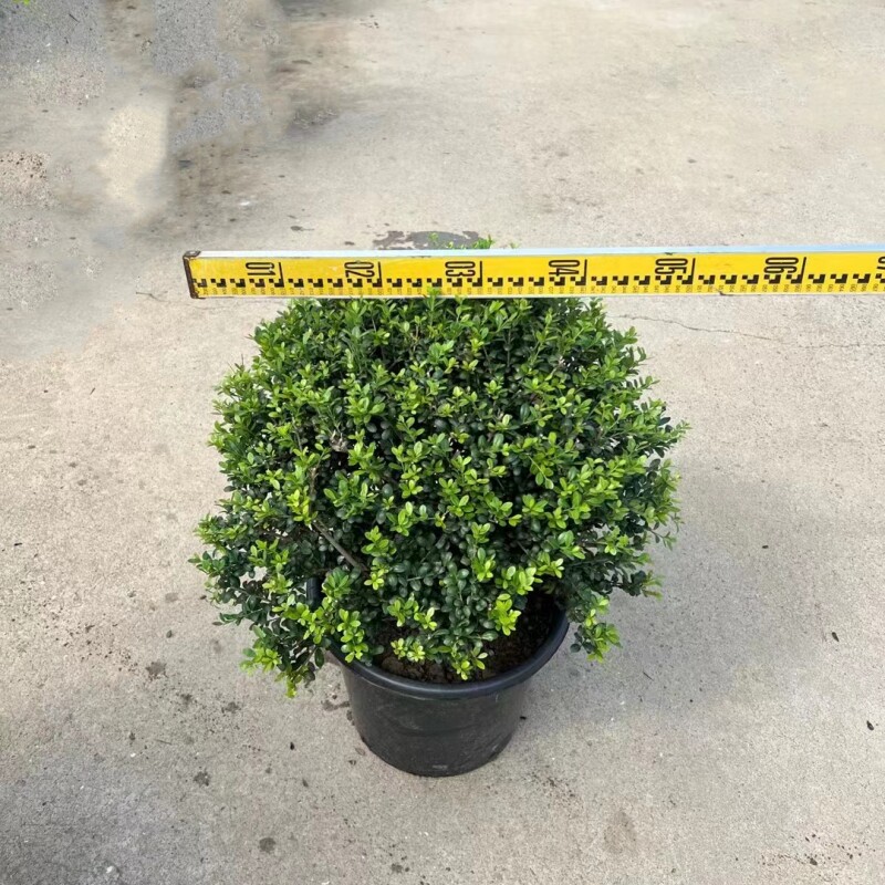 龟甲冬青球四季常青庭院绿化工程苗木球形树花园别墅阳台造景植物