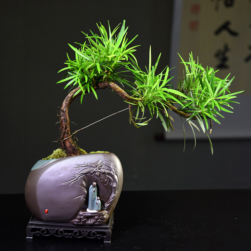 罗汉松临水飘枝盆栽办公室客厅桌面绿植装饰摆饰植物室内好养礼品