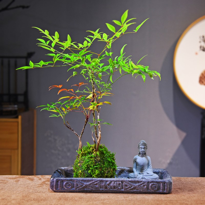 火焰南天竹苔玉球盆栽室内书房茶室办公桌面观赏组合艺术盆景礼品