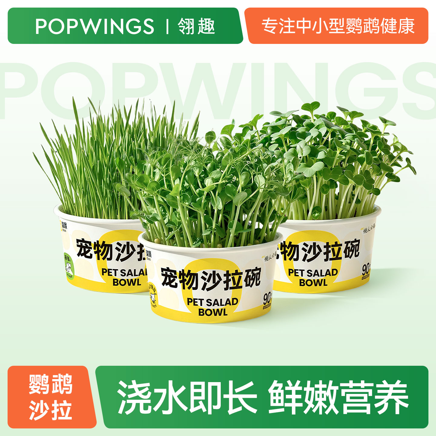 鹦鹉大麦芽豌豆苗萝卜零食沙拉碗