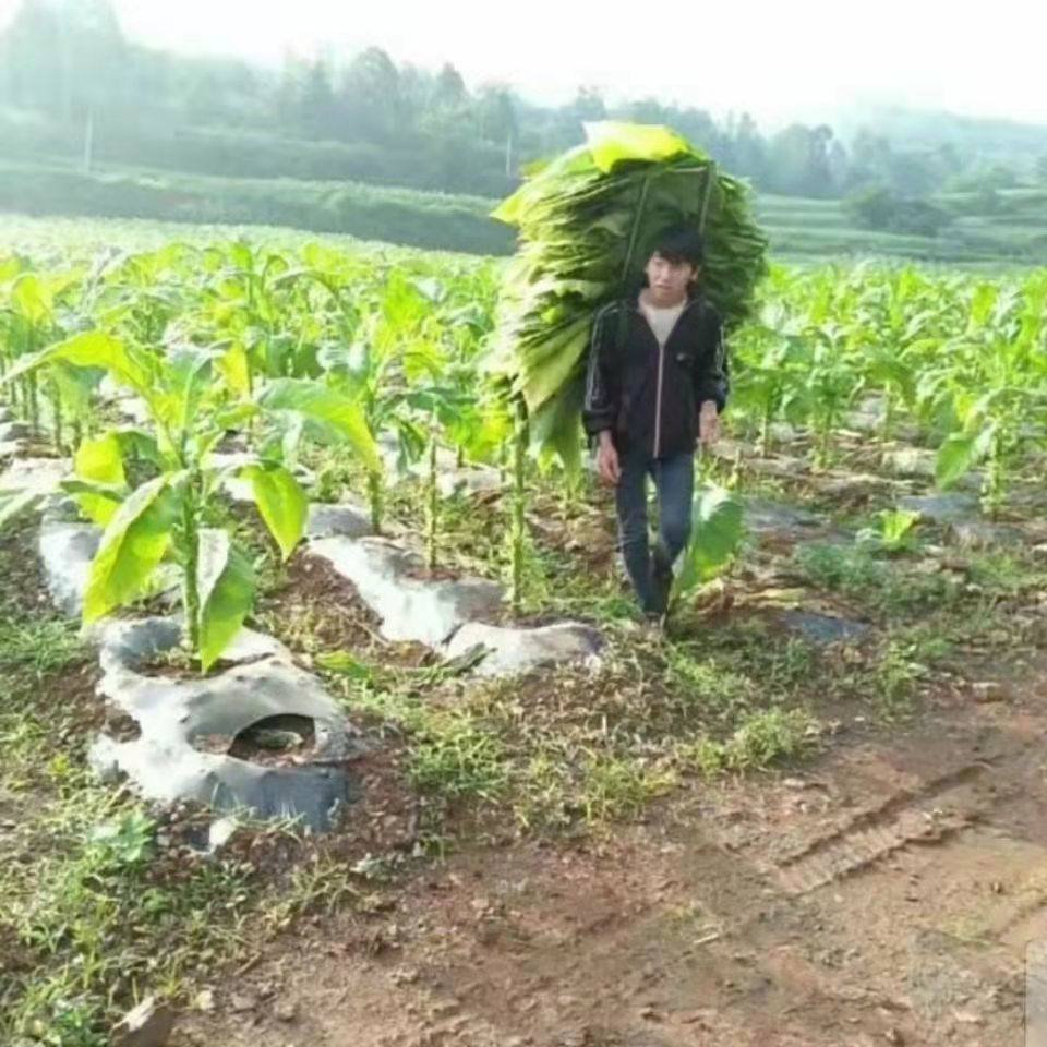 背柴背粮食背烟神器可折叠背架可拆卸替代背筐背篓