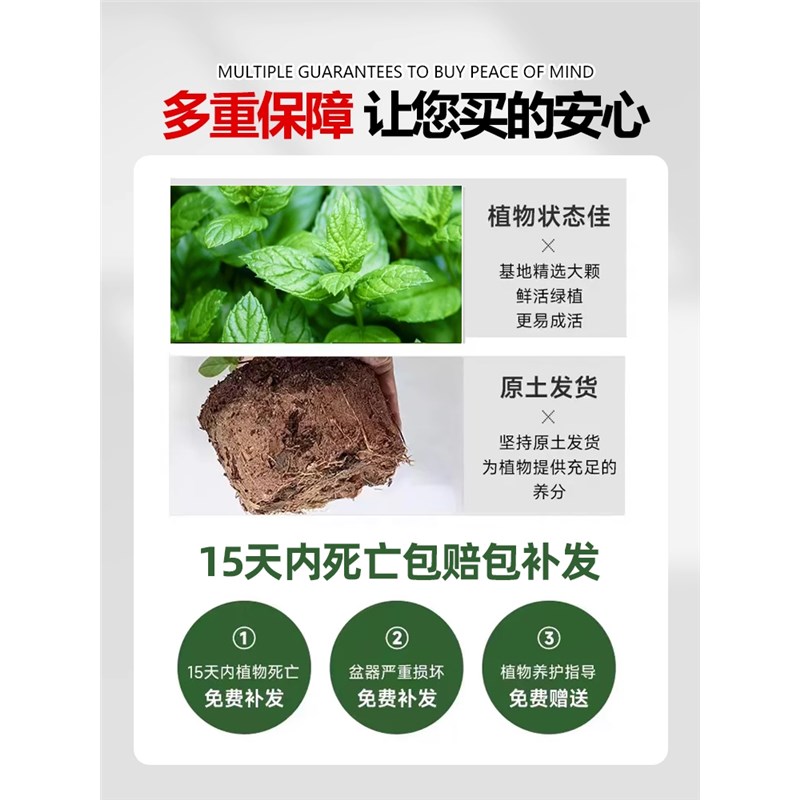 驱蚊水培植物薄荷盆栽可食用好养柠檬猫薄荷叶花卉室内绿植迷迭香