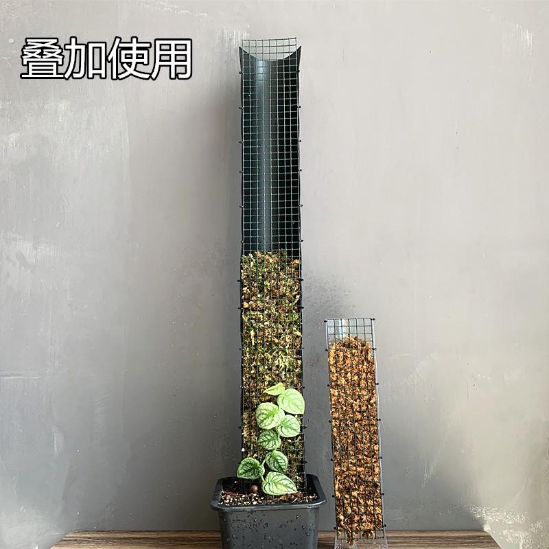 植物水苔柱龟背竹水苔柱柱子哥水苔柱植物攀爬柱龟背竹攀爬柱园艺