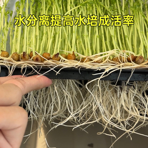 豆芽发芽盆芽苗菜育苗菜盆豆苗种植无土栽培设备水培蔬菜芽菜小麦