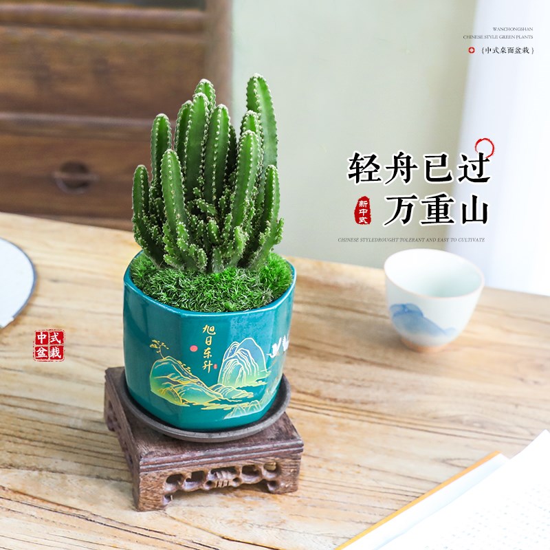 万重山盆栽绿植仙人掌耐旱多肉植物室内办公室桌面上摆件四季好养