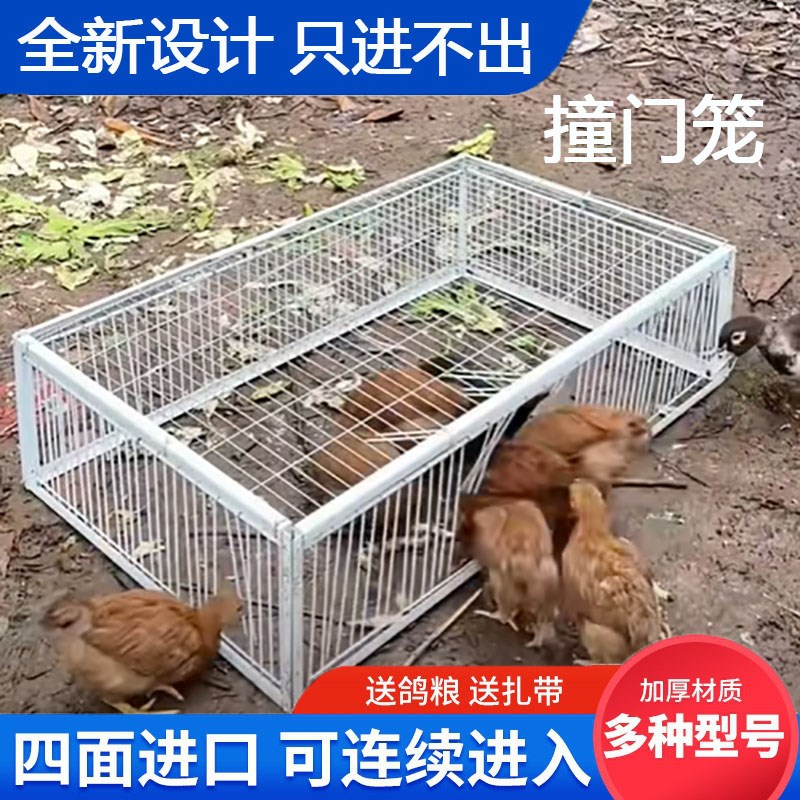 鸽子笼只进不出天撞门收鸽子笼收扑有进无出笼活动门收鸽笼野外图片