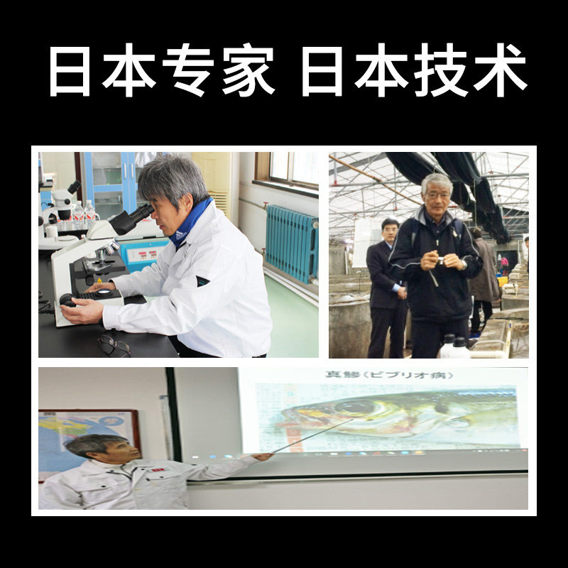 海童旺食仔稚鱼育苗专用饲料漂浮型沉降型鲈鱼石斑鱼金昌开口鱼料
