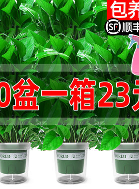 绿航绿萝盆栽室内植物花卉绿植长藤垂吊大叶绿箩新房家用吸除甲醛
