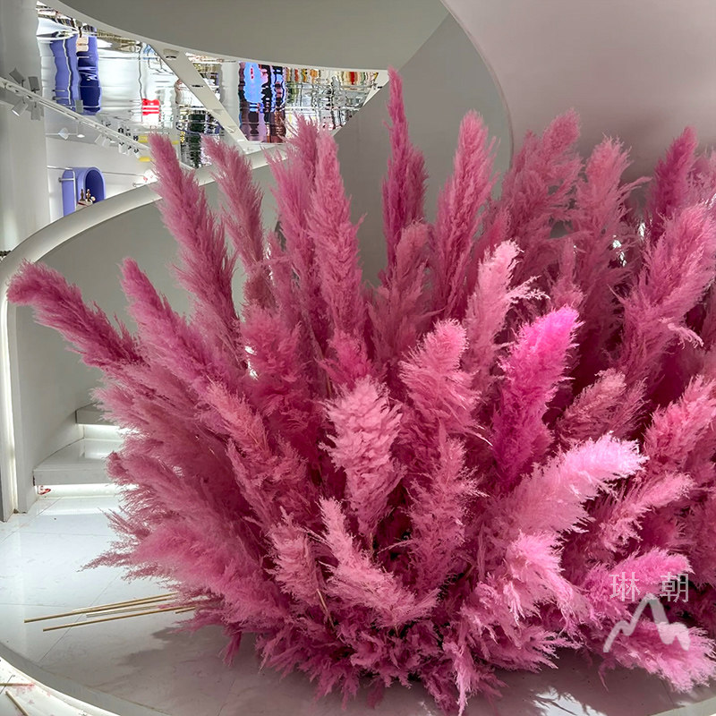 粉色芦苇干花网红景观花束婚庆商场橱窗装饰红色芦苇花室内外造景