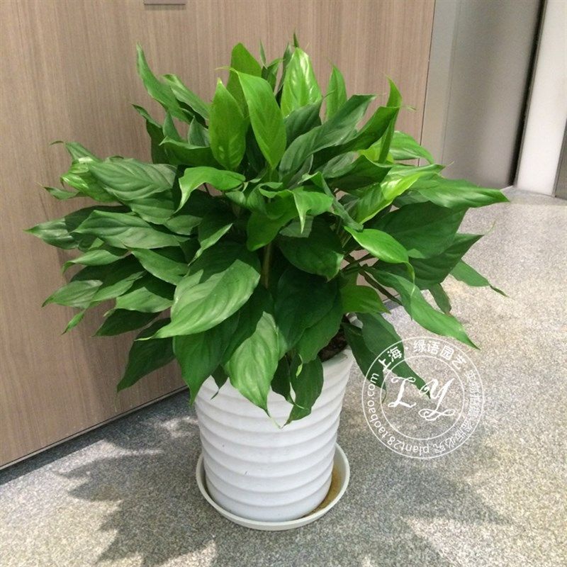 1米万年青盆栽 中大型绿植室内植物家庭办公室除甲醛四季常青植物