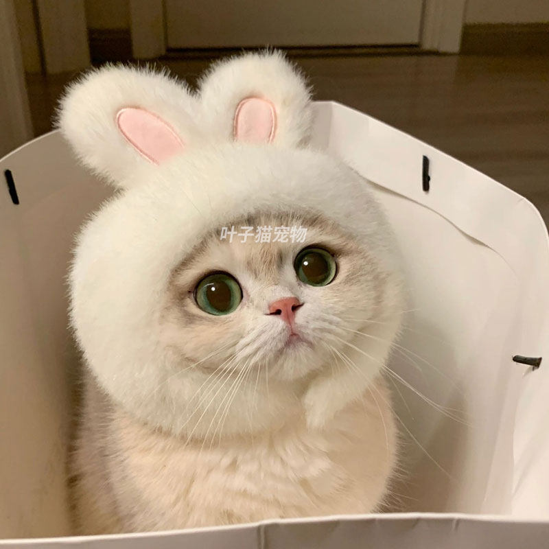 宠物兔子头套猫咪狗狗网红兔兔帽可装扮兔耳朵帽子拍照饰品
