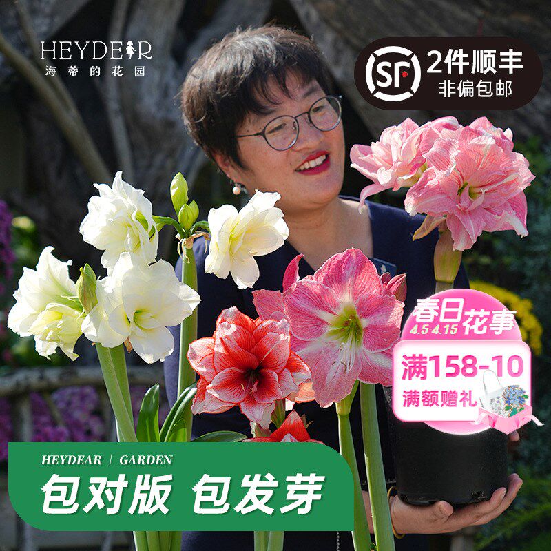 海蒂的花园旗舰店荷兰朱顶红进口重瓣种球阳台花卉盆栽球根