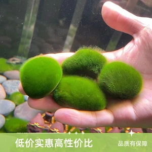 短绒藻兰寿藻鱼缸造景净水增氧